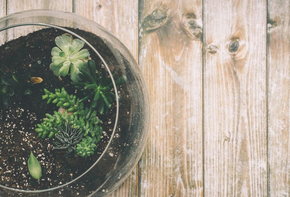 Copper and Glass Terrarium Kit